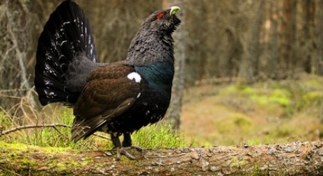 Díky teplé zimě mohou mít tetřevi z Mlynářovic na jaře více kuřat
