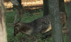 Představujeme oboru Balunky na Slovensku