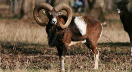 Muflony z obory Vřísek u České Lípy čeká stěhování do Bulharska