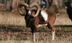 Muflony z obory Vřísek u České Lípy čeká stěhování do Bulharska