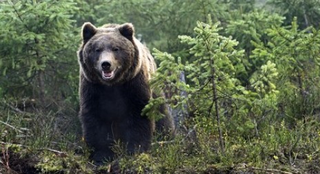 Kamčatští medvědi v Zoo Brno mají potomky, ukrývají je v brlohu