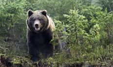 Kamčatští medvědi v Zoo Brno mají potomky, ukrývají je v brlohu