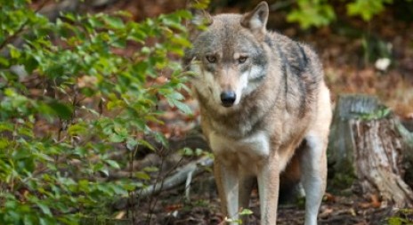 Na Šumavě se objevili vlci, několikrát je zachytily fotopasti