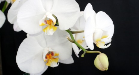 Českobudějovická výstava nabízí několik stovek orchidejí