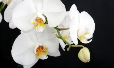 Českobudějovická výstava nabízí několik stovek orchidejí