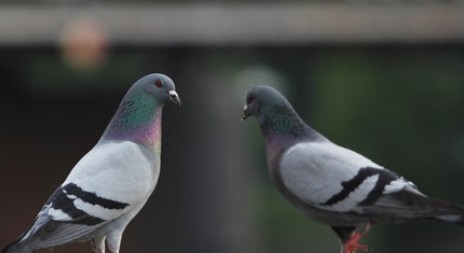 Český Brod po sporu s ochránci zvířat zrušil třetí odstřel holubů
