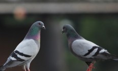 Český Brod po sporu s ochránci zvířat zrušil třetí odstřel holubů