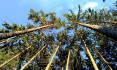 Lesy v Krušných horách ožívají, roste šest milionů sazenic