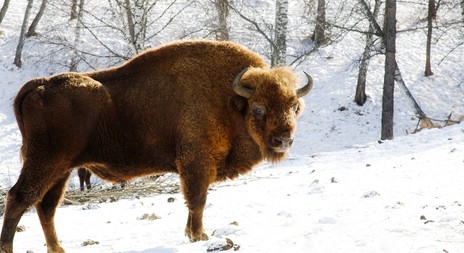 Nabídka lovu bizonů v oboře Veclov
