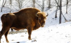 Nabídka lovu bizonů v oboře Veclov