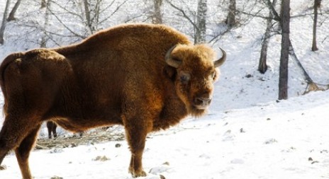 Už jste si někdy ulovili bizona? 