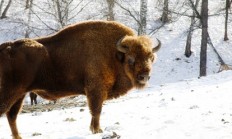 Už jste si někdy ulovili bizona? 