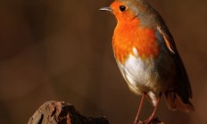 Ptákem roku 2016 ornitologové vyhlásili červenku obecnou