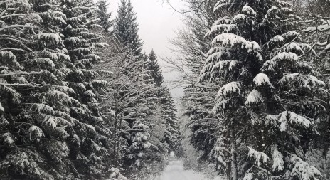 Inspekce dala Národnímu parku Šumava pokutu za kácení u Smrčiny