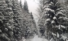 Inspekce dala Národnímu parku Šumava pokutu za kácení u Smrčiny