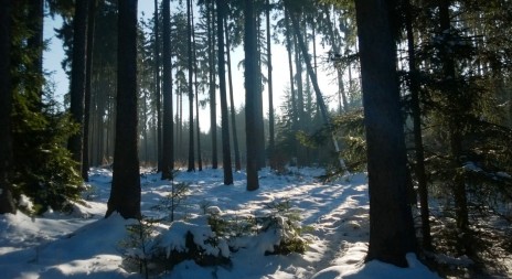 Letos hrozí přemnožení kůrovce, loni kvůli němu rostla těžba