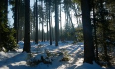 Letos hrozí přemnožení kůrovce, loni kvůli němu rostla těžba