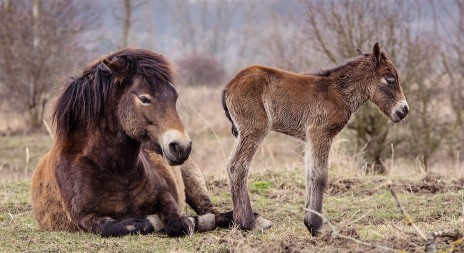 První letošní hříbě divokých koní přišlo včera na svět v Milovicích