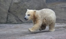 Zájemci si od pátku mohou prohlédnout lední medvídě v Zoo Brno