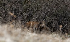 Obce v Karlovarském kraji mohou žádat o dotace na odstřel prasat