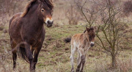  Na pastvinách v Milovicích se v neděli narodilo druhé letošní hříbě divokých koní