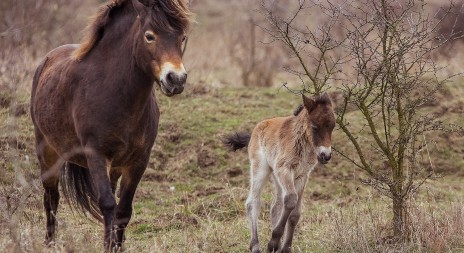 Na pastvinách v Milovicích se v neděli narodilo druhé letošní hříbě divokých koní