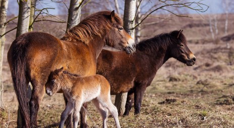 Babyboom v rezervaci pokračuje, hříbě, které se narodilo 22. 3., je třetí během posledních deseti dní