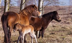 Babyboom v rezervaci pokračuje,  hříbě, které se narodilo 22. 3.,  je třetí během posledních deseti dní