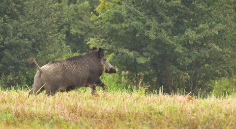 Myslivecká mluva - PRASE DIVOKÉ (Sus scrofa)