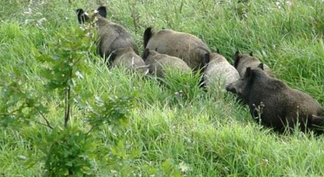 Ministerstvo chce snížit počty divokých prasat na polovinu