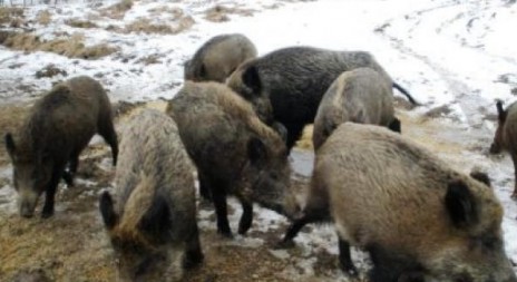 Další odstřely divokých prasat v centru Mníšku budou v dubnu