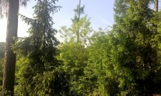 Výstava Les v Praze v Národním zemědělském muzeu prodloužena