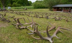 Pozvánka na přehlídku shozů z Lánské obory 27. 5. 2016