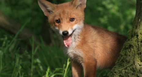 Myslivecká mluva lišky obecné (Vulpes vulpes)