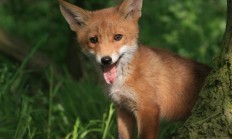 Myslivecká mluva lišky obecné (Vulpes vulpes)