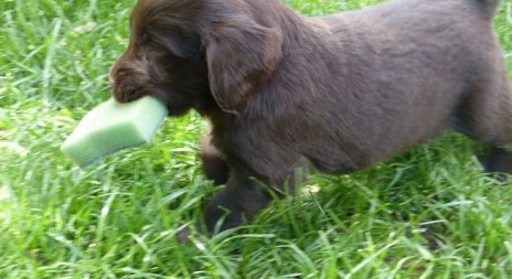 Nový inzerát: štěňátka Flat Coated Retrievra