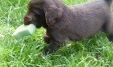 Nový inzerát: štěňátka Flat Coated Retrievra
