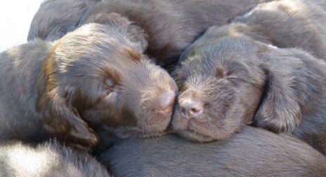 Už jste viděli tento inzerát: štěňátka Flat Coated Retrievra?