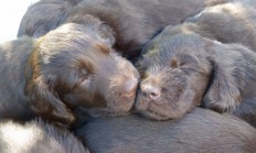Už jste viděli tento inzerát: štěňátka Flat Coated Retrievra?