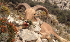 Jak se loví ve Španělsku Barbary sheep?