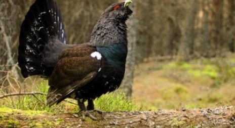 ČIŽP řeší podnět na rušení tetřeva na Šumavě