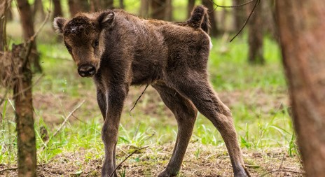 Zubři v rezervaci mají první mládě, upozornili na ně divocí koně 