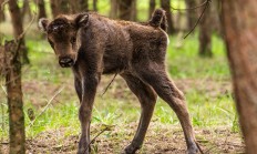 Zubři v rezervaci mají první mládě, upozornili na ně divocí koně 