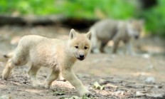 Vlčata narozená ve výběhu u Srní viděli poprvé návštěvníci