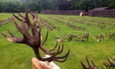 Fotogalerie z přehlídky shozů z Lánské obory