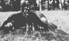 Založení slovenského klubu sokolníků