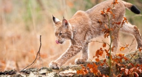 Původ a historie RYSA OSTROVIDA (Lynx lynx)