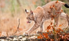 Původ a historie RYSA OSTROVIDA (Lynx lynx)