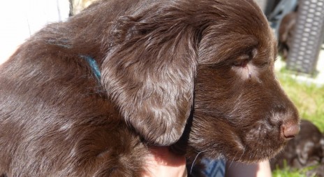 Nový inzerát: štěňátka Flat Coated Retrievra k prodeji