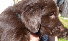 Štěňátka Flat Coated Retrievra